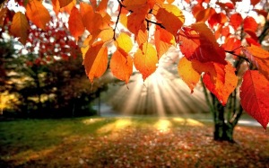 autumn-